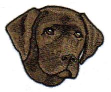 Brown Lab 1-23-09