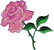Pink Rose #105 