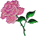 Pink Rose #105 